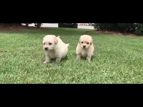 Daisy is a very tiny, intelligent, laid back MaltiPoo.