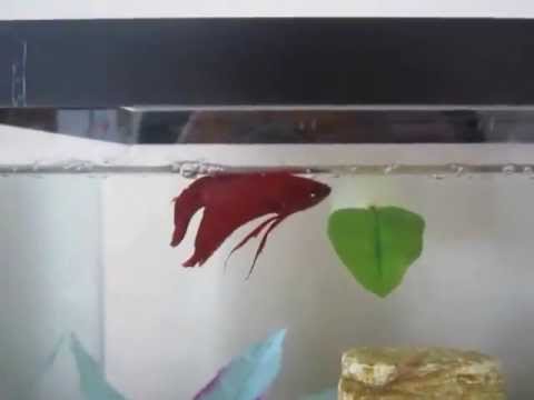 how to cure swim bladder