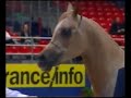 i cavalli arabi di katanearabian com cavallo arabo