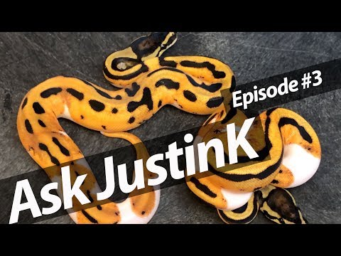 YouTube reptile video