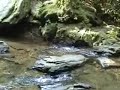 Helton Creek Falls Georgia