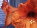 flower flower