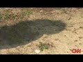 Kid chases robber! Kid chases robber!