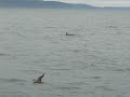 Whale-watching in Canada Whale-watching in Canada