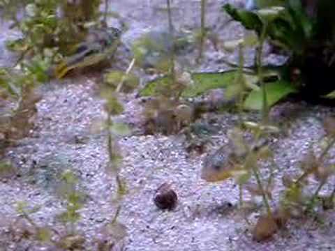 snail crush