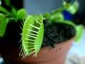 Planta carnivora 2