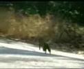 funny chipmunks