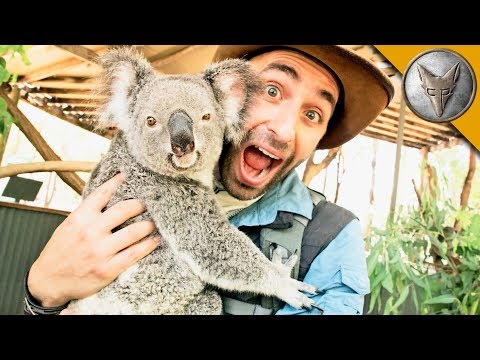 Koala Gives Stinky Hugs!