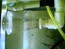 First attempt of banggai suspension method First attempt of banggai suspension method