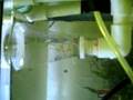 First attempt of banggai suspension method