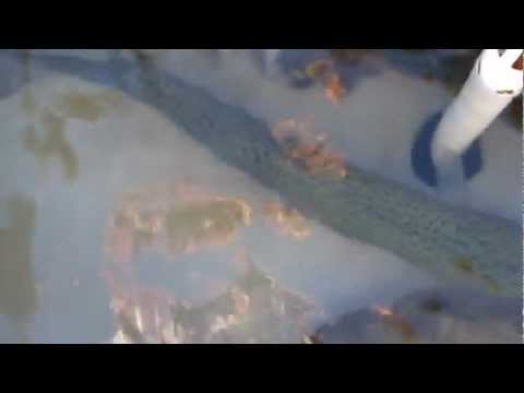 Big Bear Lake Rainbow Trout