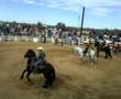 suaqui 08 caballos bailadores