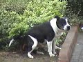 NUFC GEORDIE DOG  3 ( shit on the mackems )