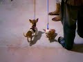 Dog Show 6 - CHI HUA HUA!!!