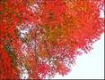 For the Peace of All Mankind - Albert Hammond