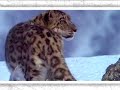 Léopard des neiges - victime du changement climatique Léopard des neiges - victime du changement climatique