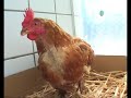 Levende kip in kadavercontainer milieustraat Vlissingen