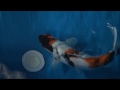 http://youtu.be/pw95Gpa4GxI