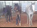 *Horse Auctions-The sad truth*