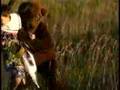 Bear In The Field by freeloveforum