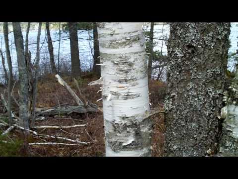 how to collect birch sap