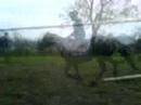 Katey and Polly jumping!!! Katey and Polly jumping!!!