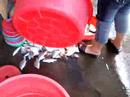 Look what we done in Ping Hoi Look what we done in Ping Hoi