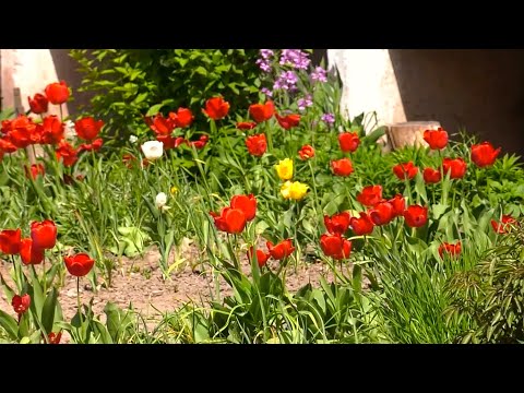 Интервью с аллергологом видео