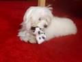 videos de Bimba Rumiando