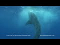 Diving Utila HDV