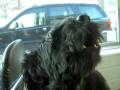 videos de Oskar jault wenn er eine Sirene hört (the sweetest Briard on world)!