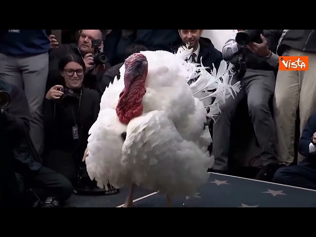 Il tacchino Waddle tra i cronisti alla Casa Bianca in posa per le foto prima della grazia di Trump