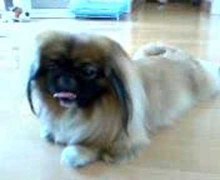 pekingese named Dou Dou