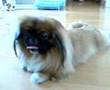 Pekingese video