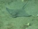 Bat Ray - Juvenile feeding Bat Ray - Juvenile feeding