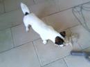 boomer en de stofzuiger