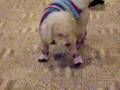 Bella's new boots