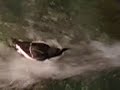 aquatic bird treadmill aquatic bird treadmill
