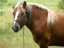 Dancing horse2