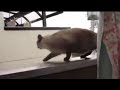 Click here to watch this video Katzen FAIL [FUN!]