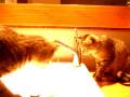 videos de Nero y Mao juegan con el agua