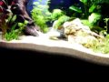 Antennenwelse mit Gurke
