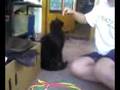 süsse Katze