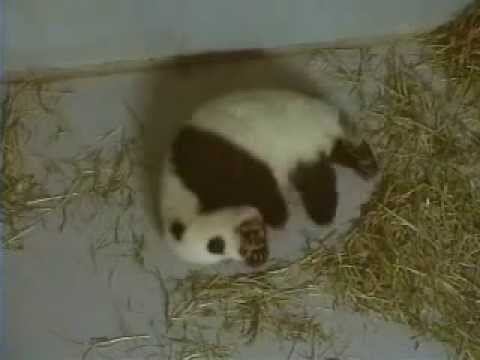 Lun Lun, Panda Cub 11-05-06