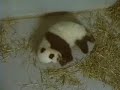 Lun Lun, Panda Cub 11-05-06