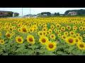 ヒマワリ畑 2009.7.19