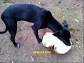 Perro comecoco.mp4