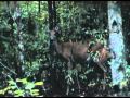 Doe Kill 9/17
