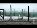 Science: Saving Sea Turtles, One Nest at a Time - nytimes.com/video