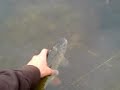 Klenie z rzeki Wkry Klenie z rzeki Wkry
